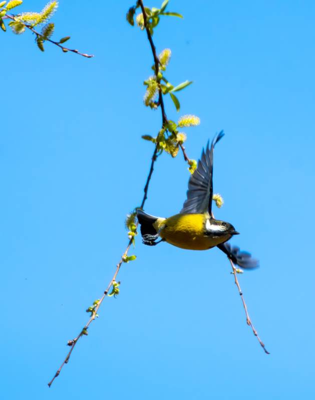 飞翔的黄腹山雀图片