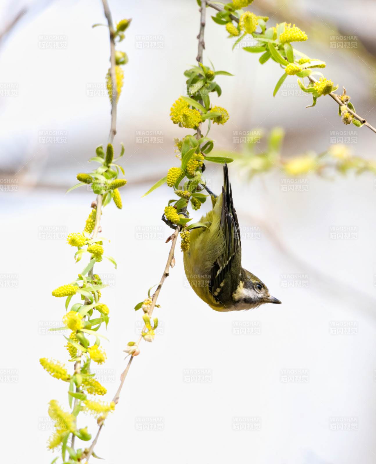 春日枝头小鸟觅食图图片