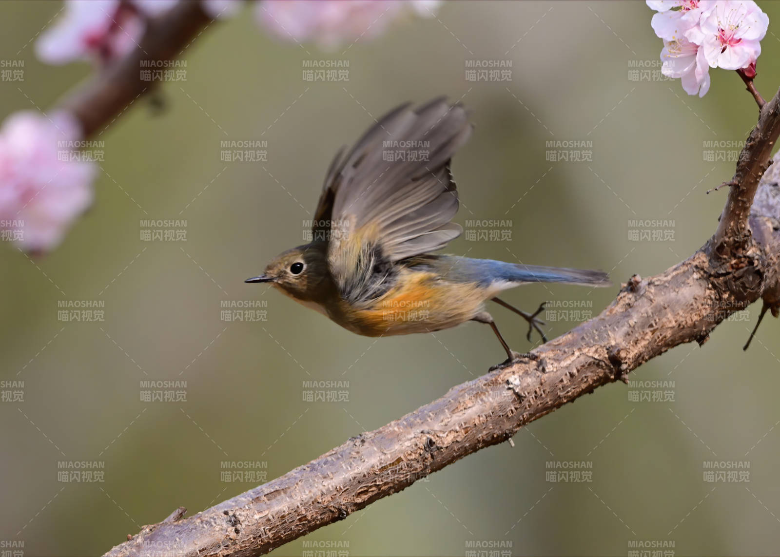 春日枝头鸟飞翔图片
