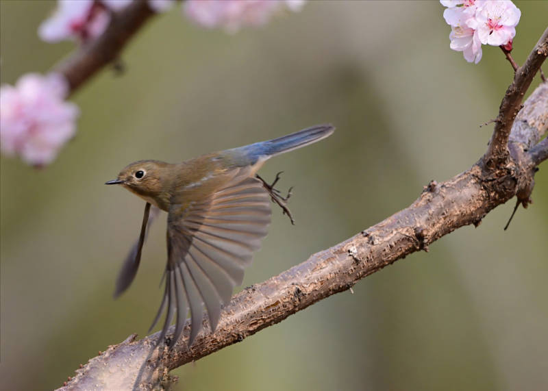 春日飞鸟与花枝图片