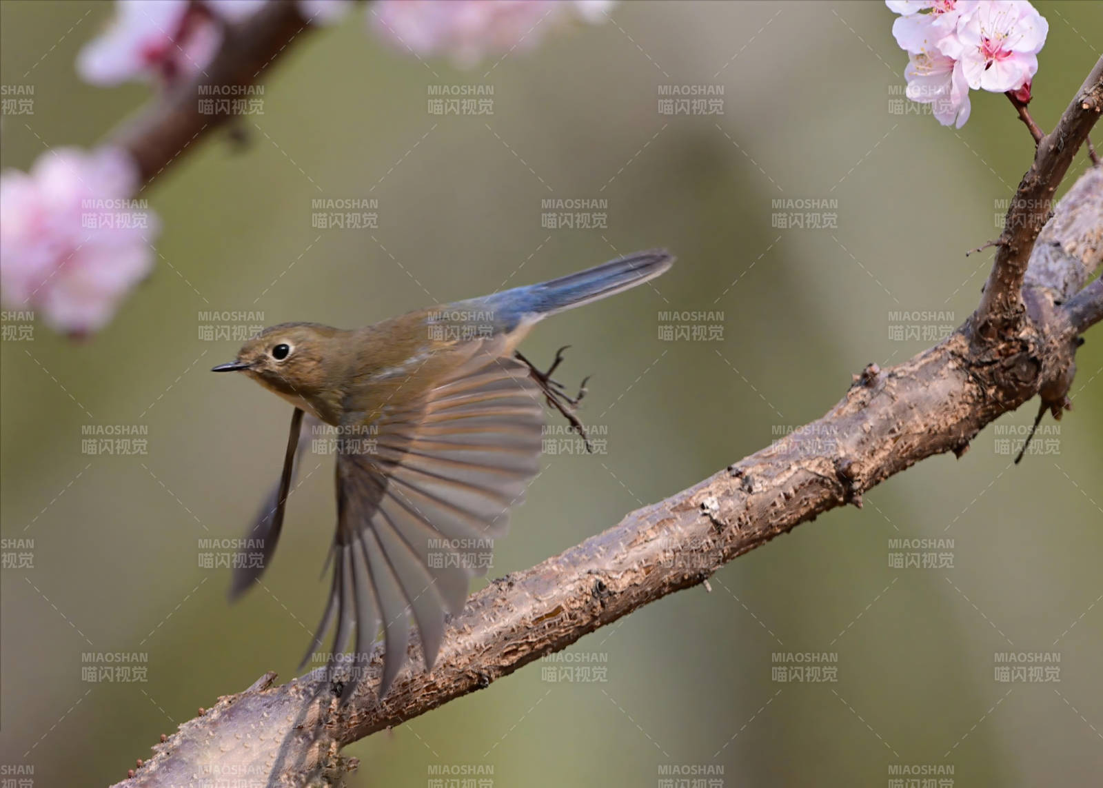 春日飞鸟与花枝图片