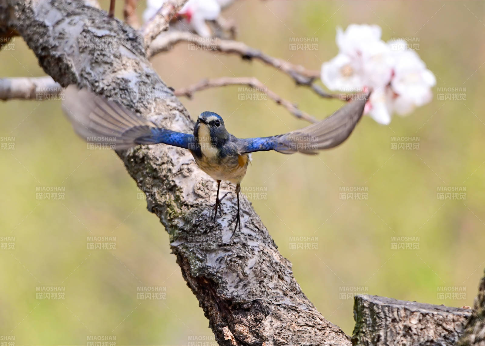 蓝鸟展翅 枝头绽放图片