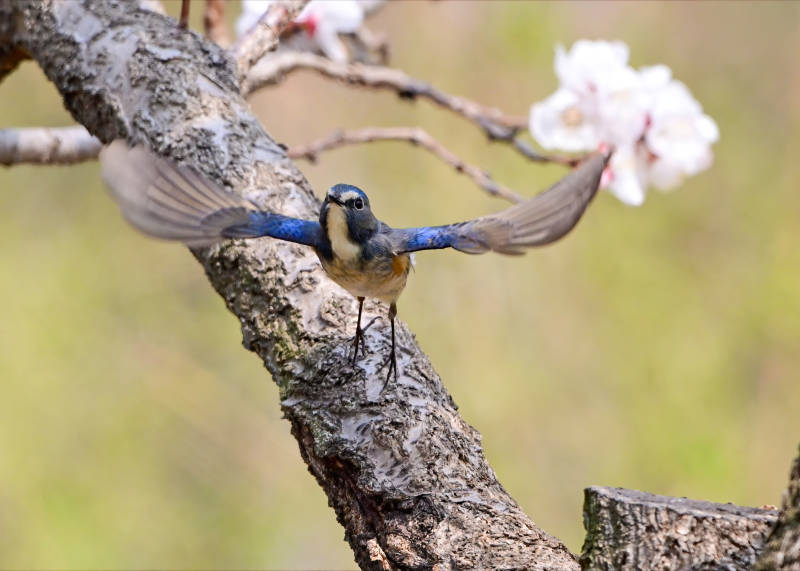 蓝鸟展翅 枝头绽放图片