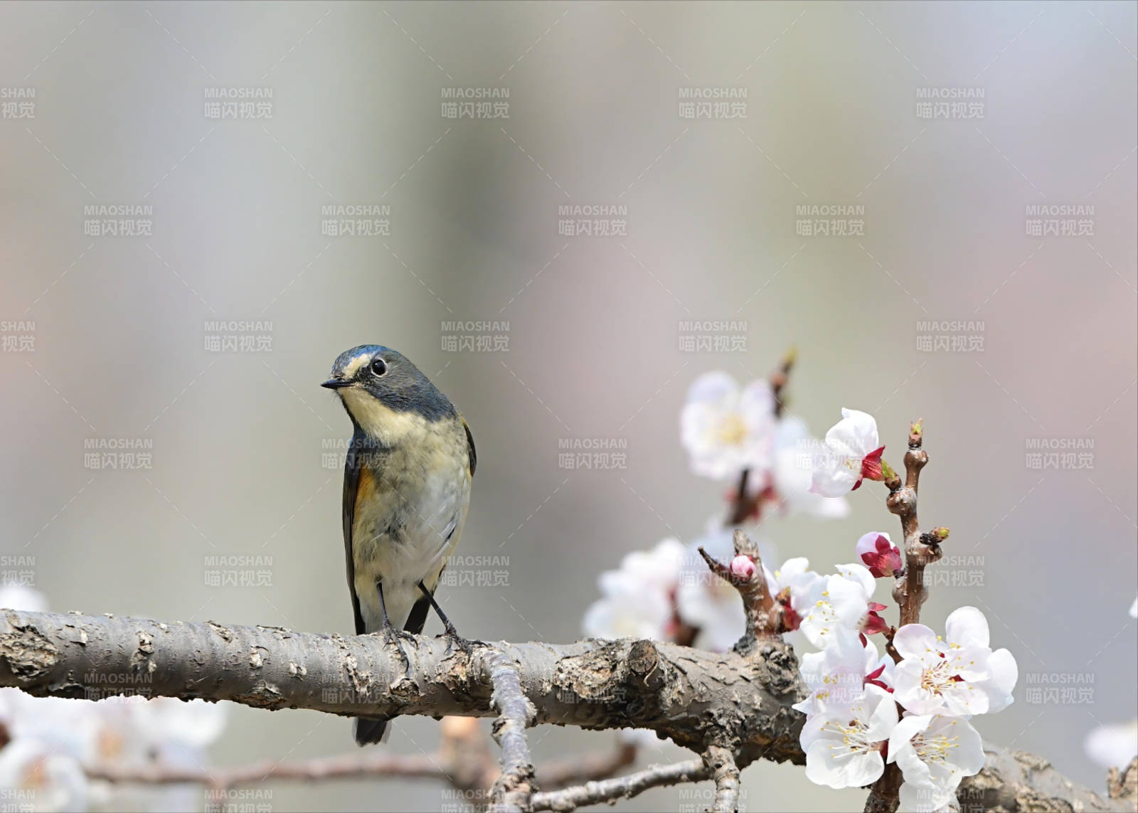 春日枝头小鸟与花图片
