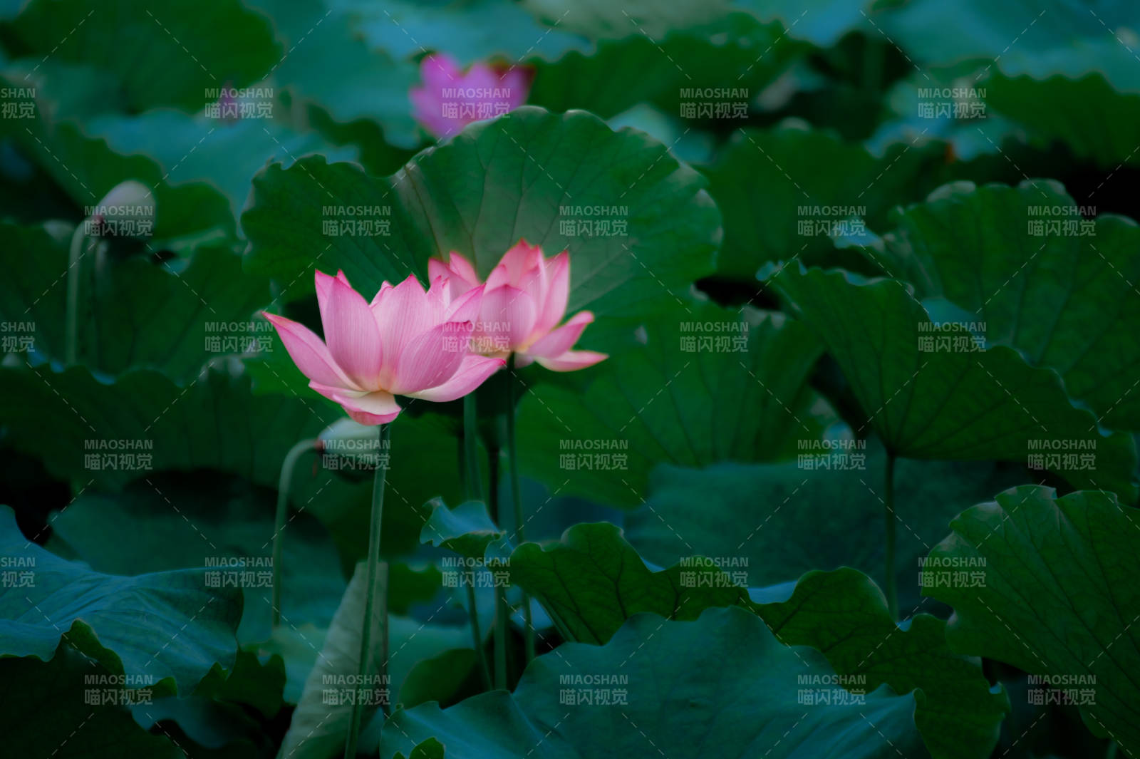 荷塘月色 粉莲绽放图片