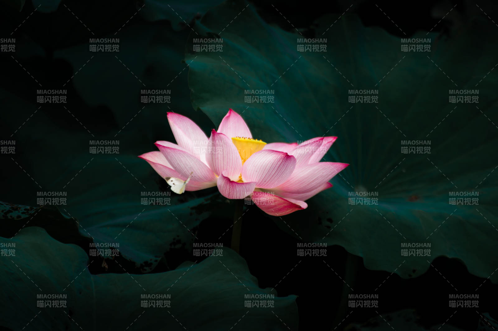 静谧池塘中的莲花绽放图片