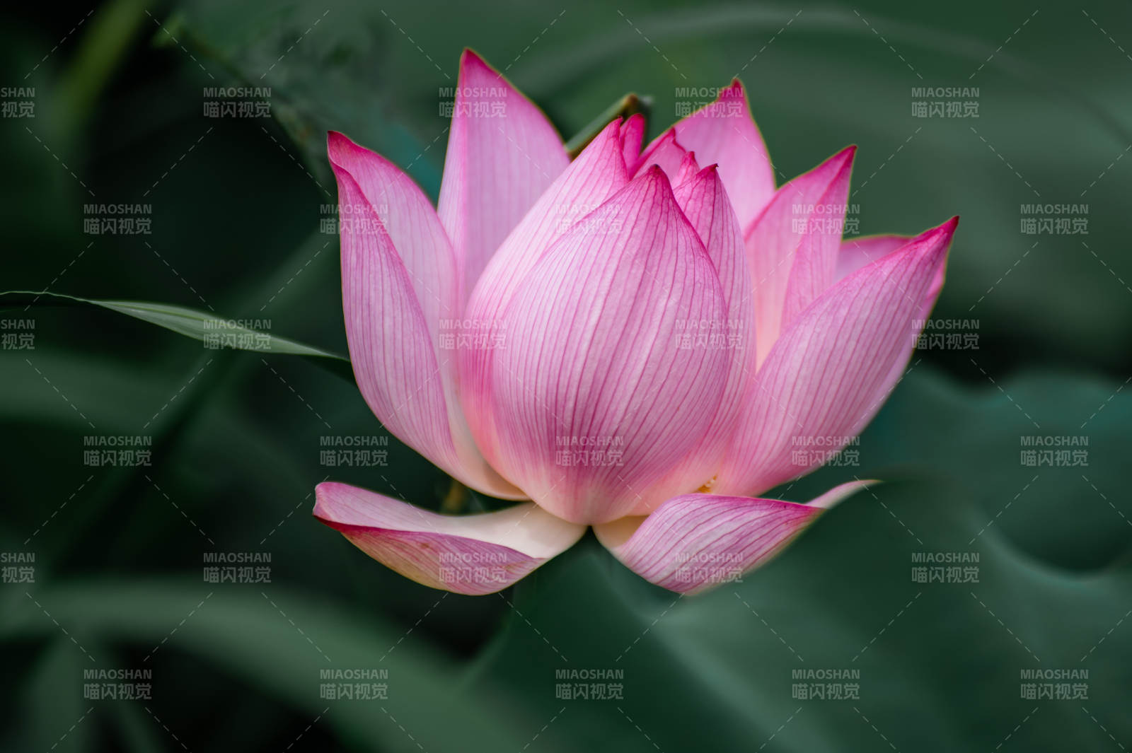 粉嫩莲花静谧绽放图片