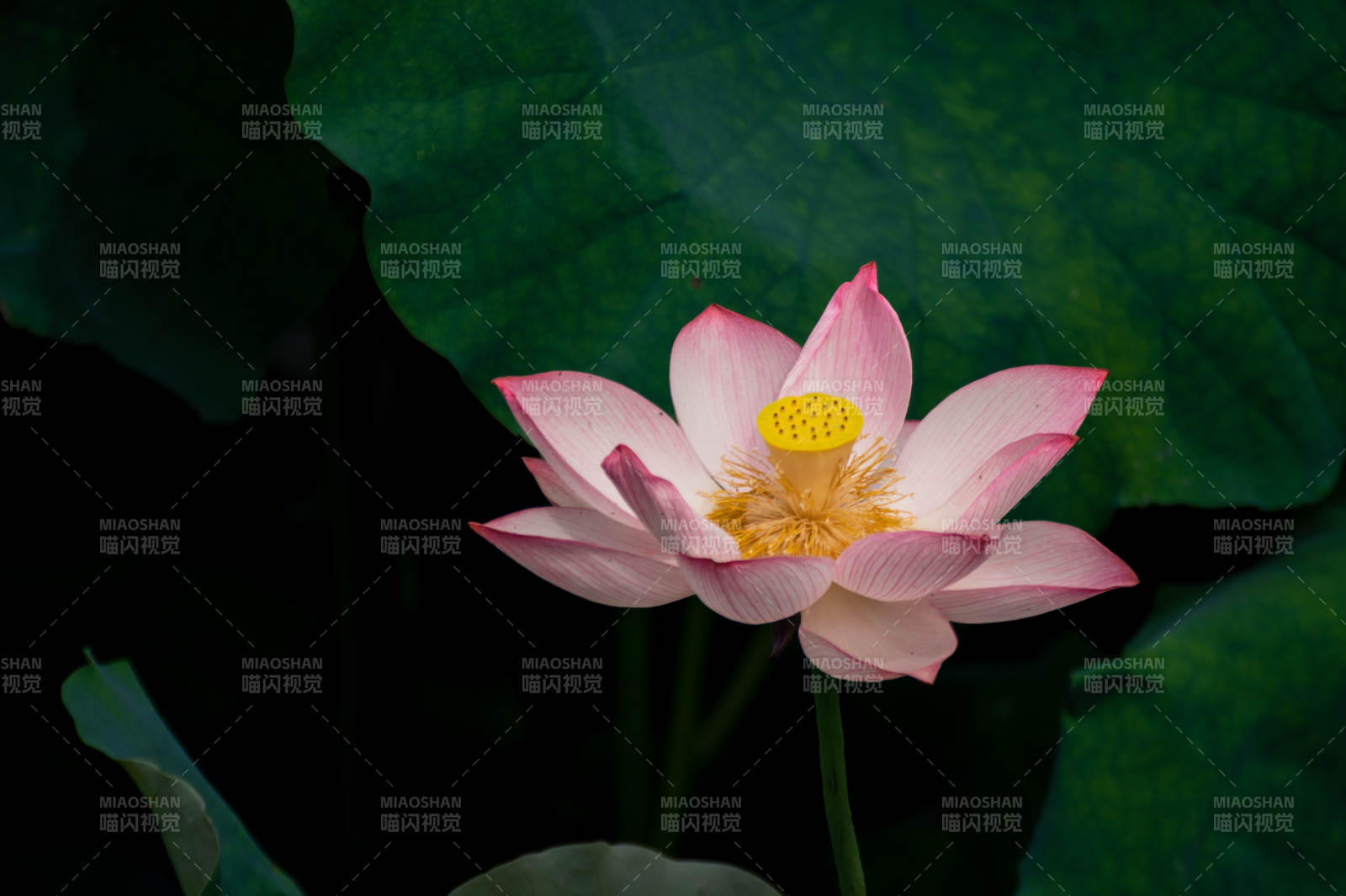 粉莲静绽 绿叶相衬图片