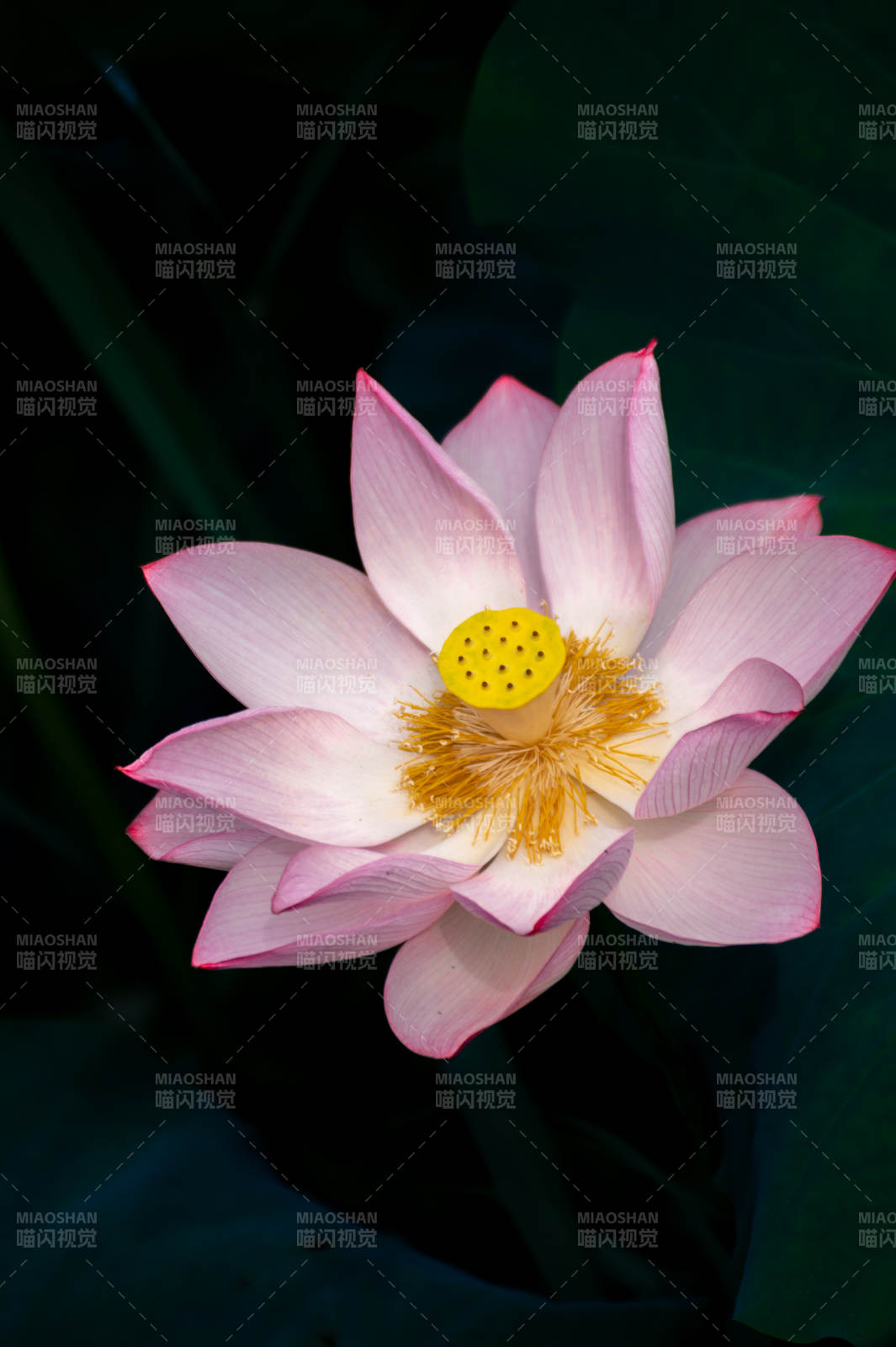 莲花绽放 清新雅致图片