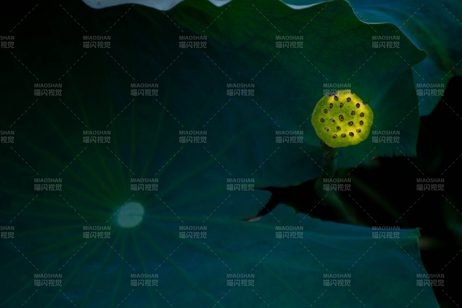 荷叶上的莲蓬特写图片