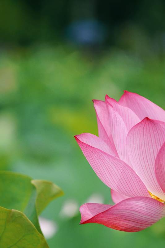 粉色荷花绽放于绿叶间图片