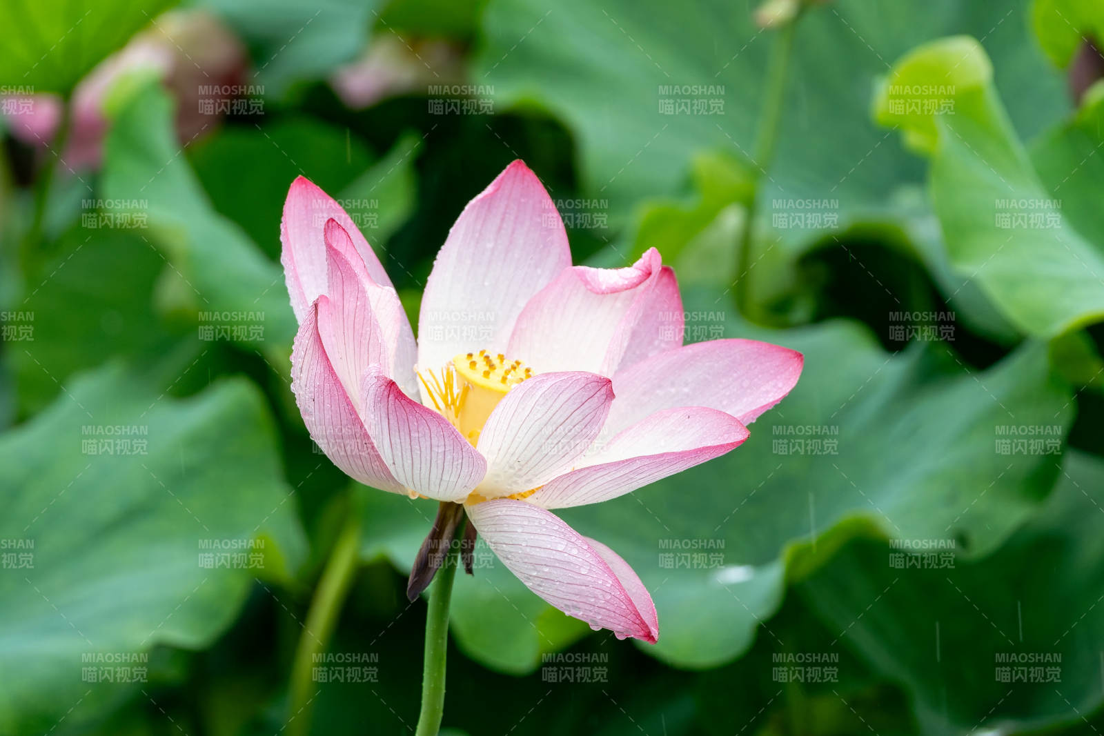 粉嫩莲花静谧绽放图片