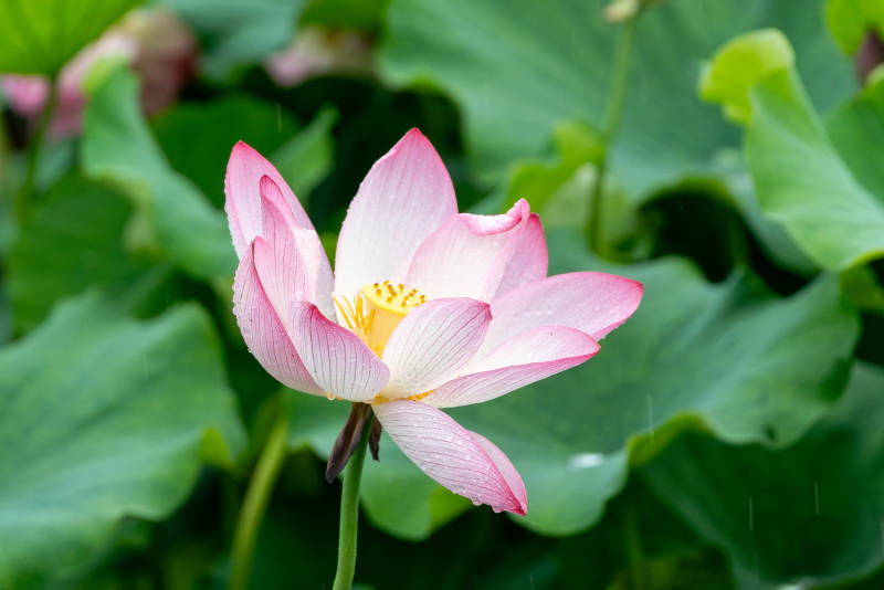 粉嫩莲花静谧绽放图片