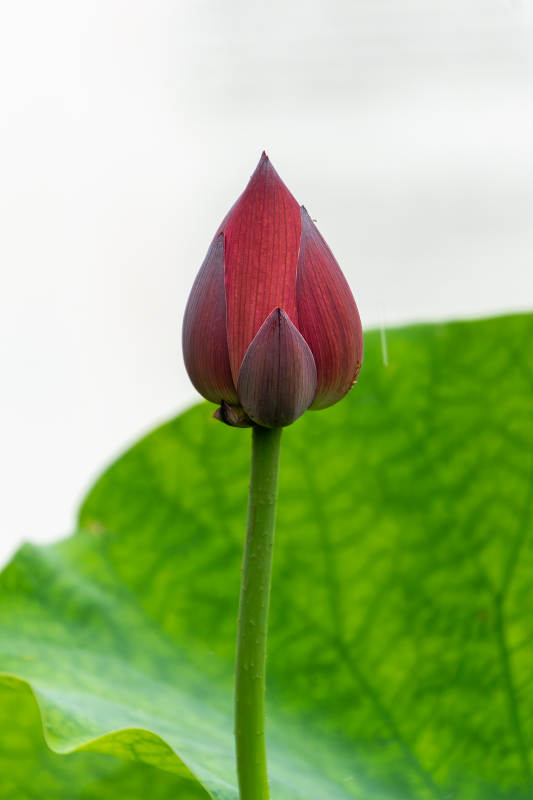 含苞待放的莲花蕾图片