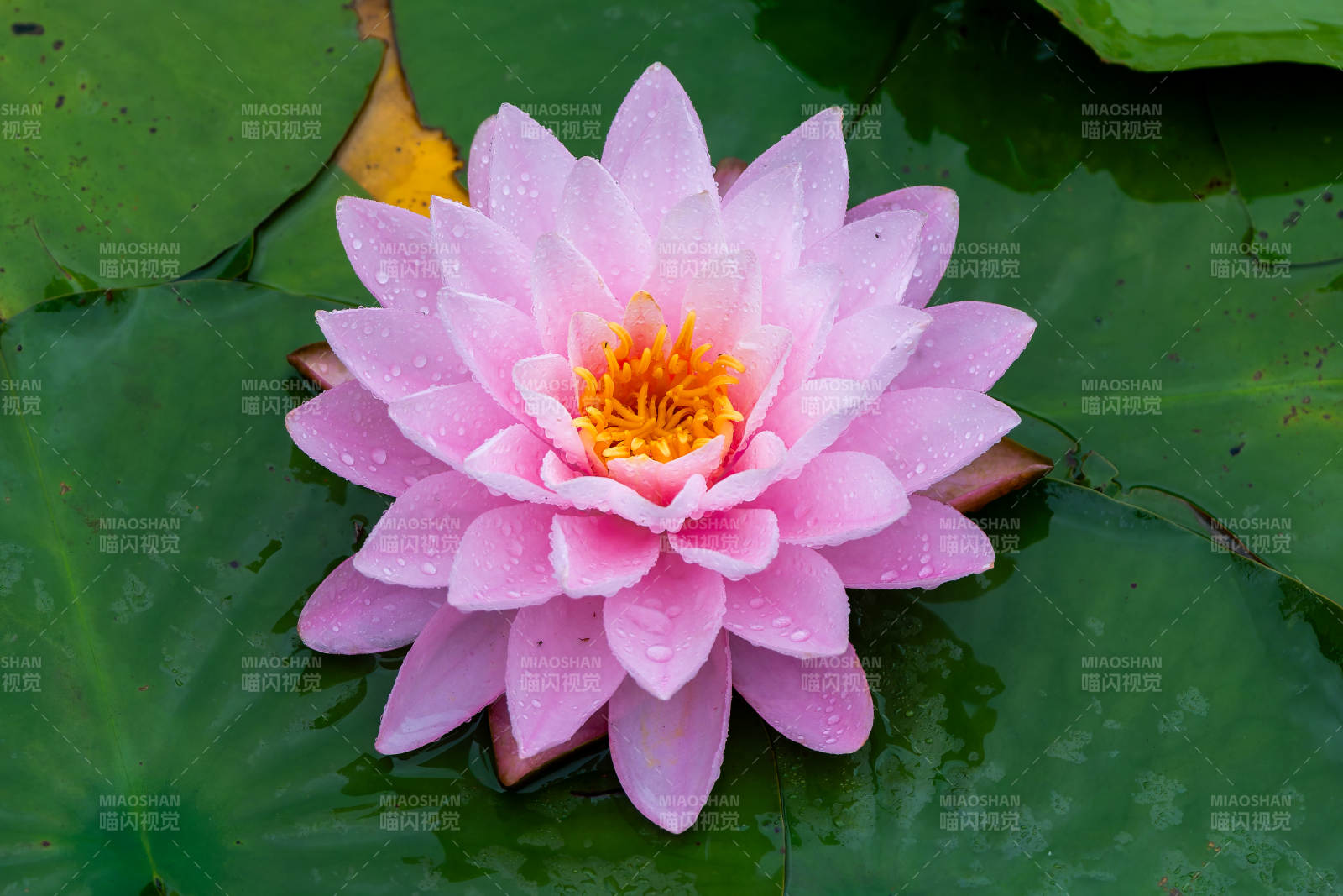 粉色莲花静谧绽放图片