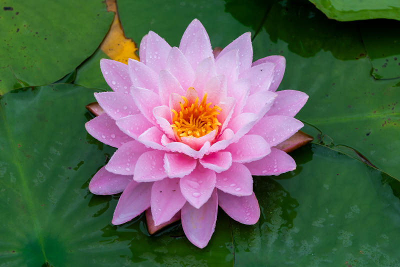 粉色莲花静谧绽放图片