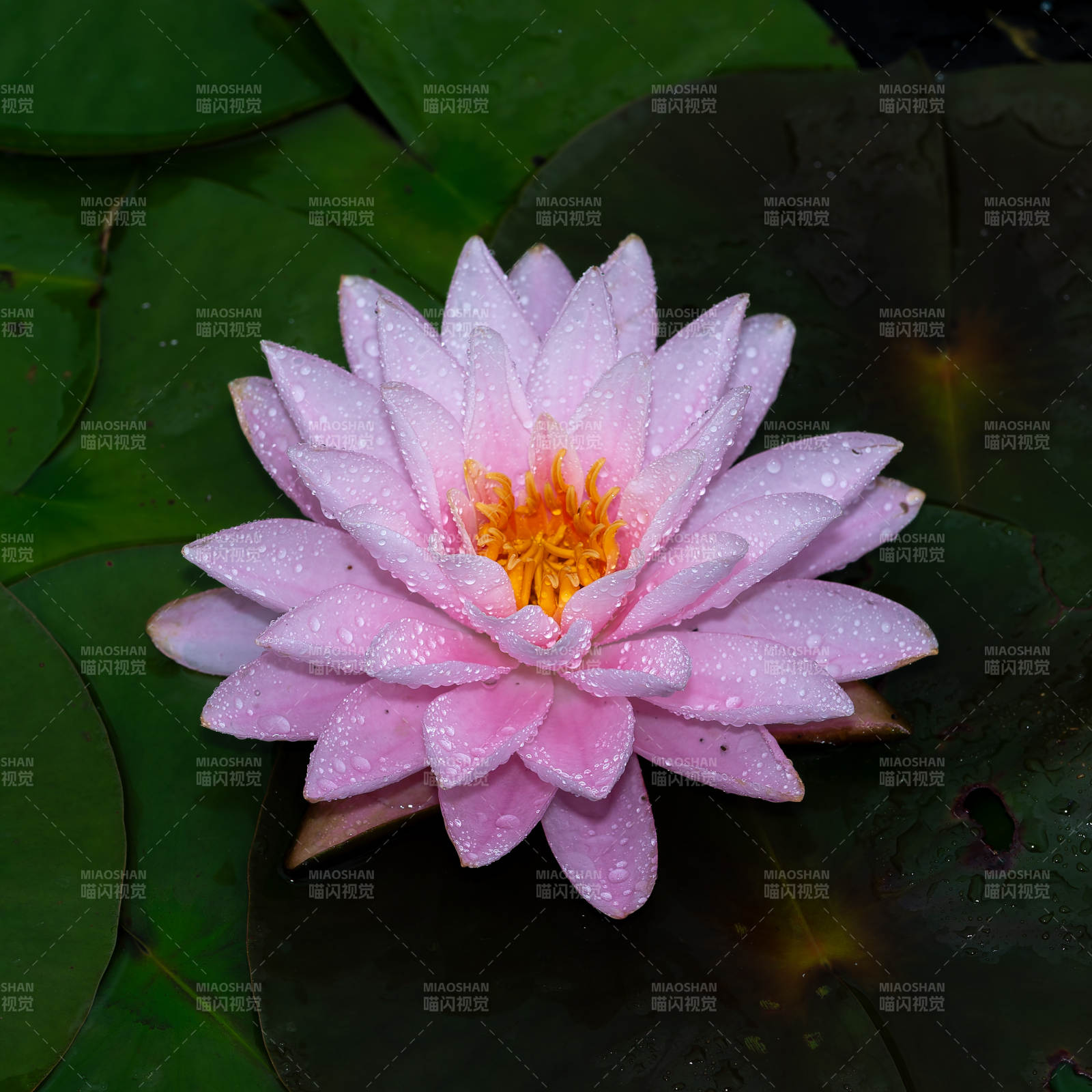 雨后粉莲静谧绽放图片
