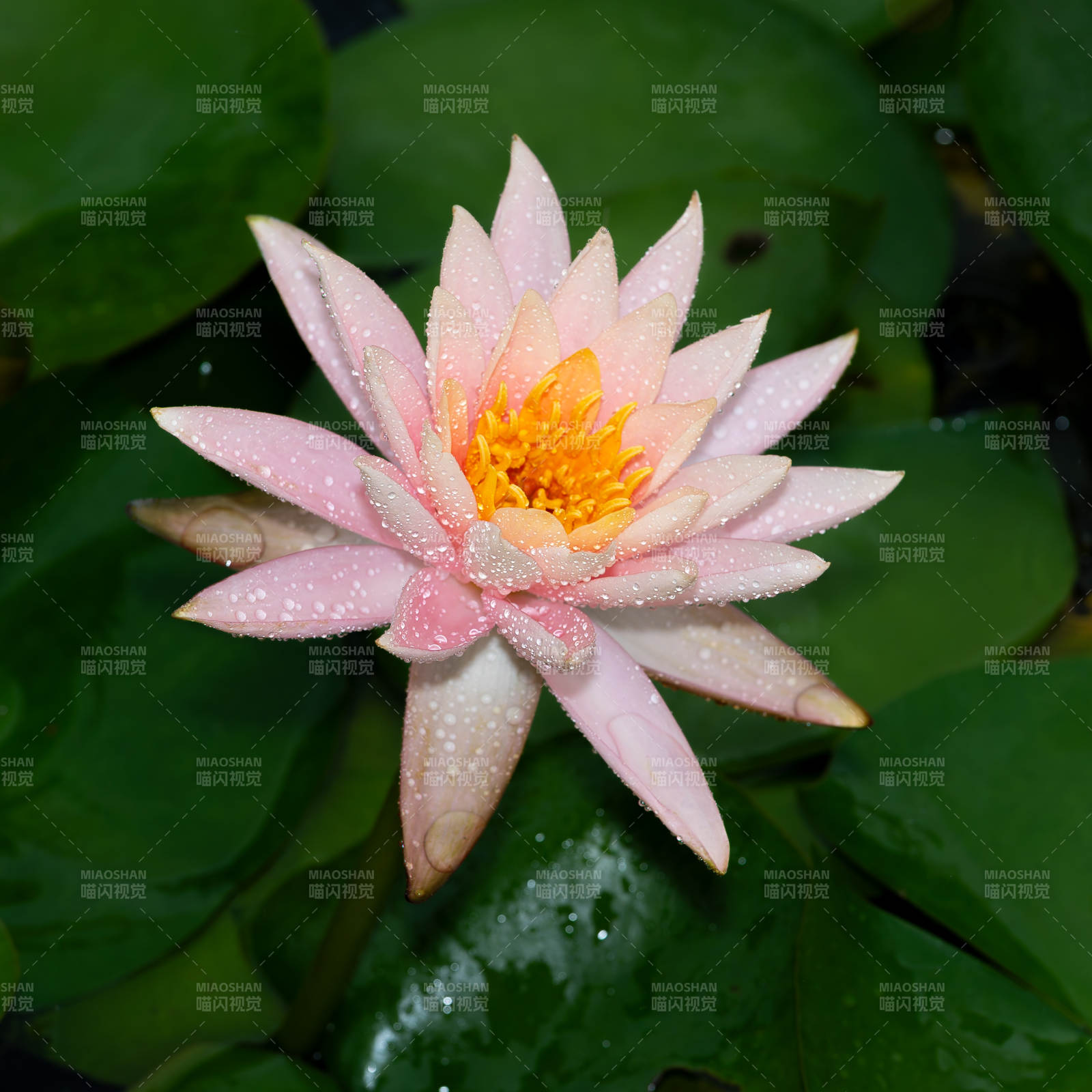 粉色睡莲绽放水中图片