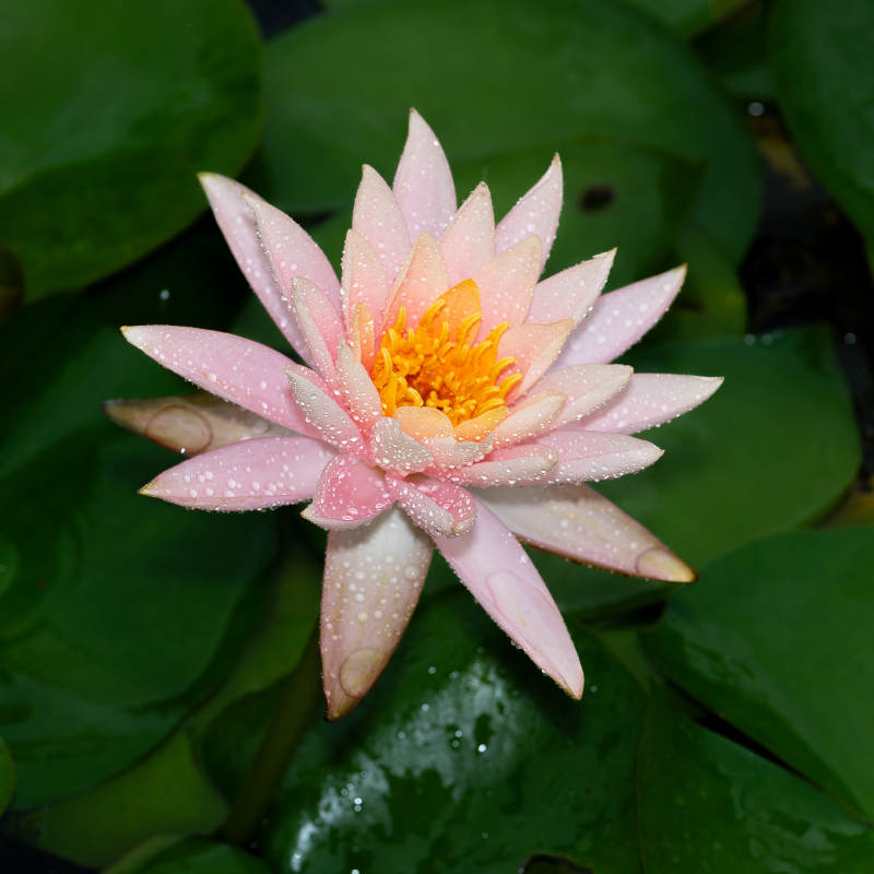 粉色睡莲绽放水中图片