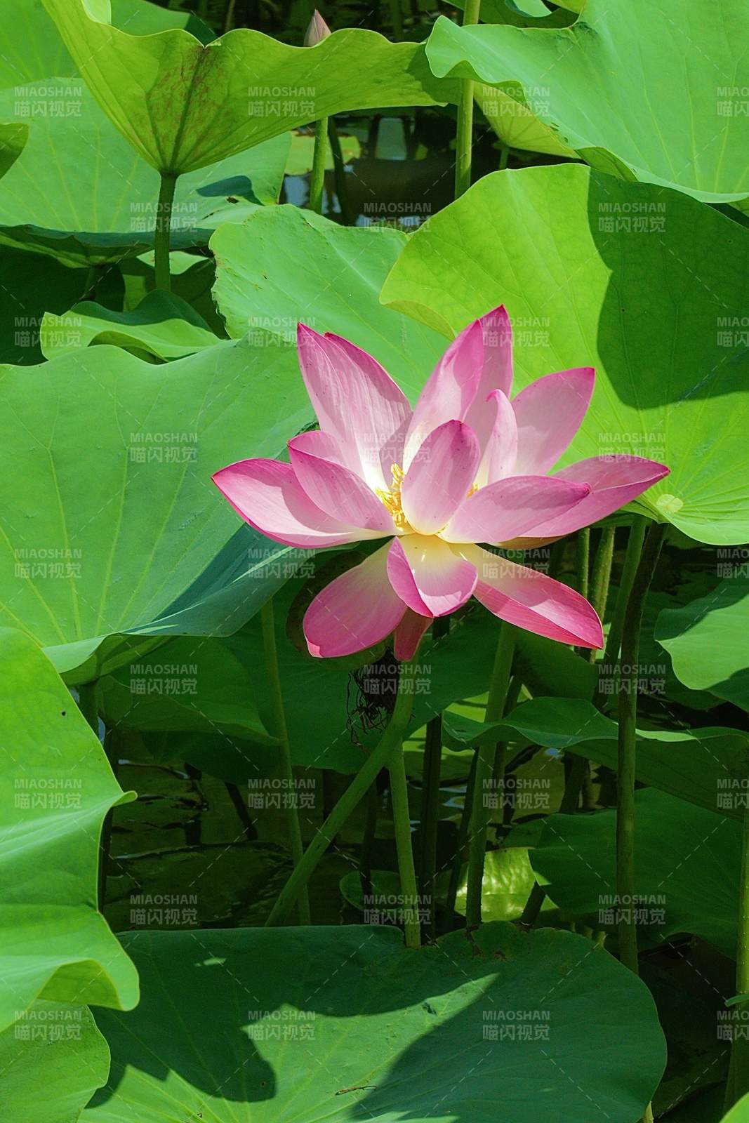 粉嫩莲花映绿叶图片