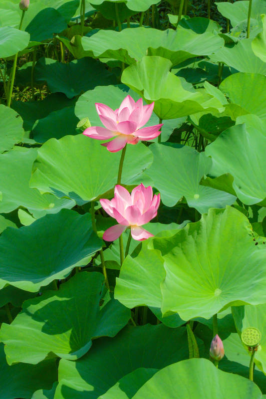 荷塘粉莲映绿叶图片