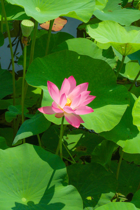 荷塘中的粉色莲花图片