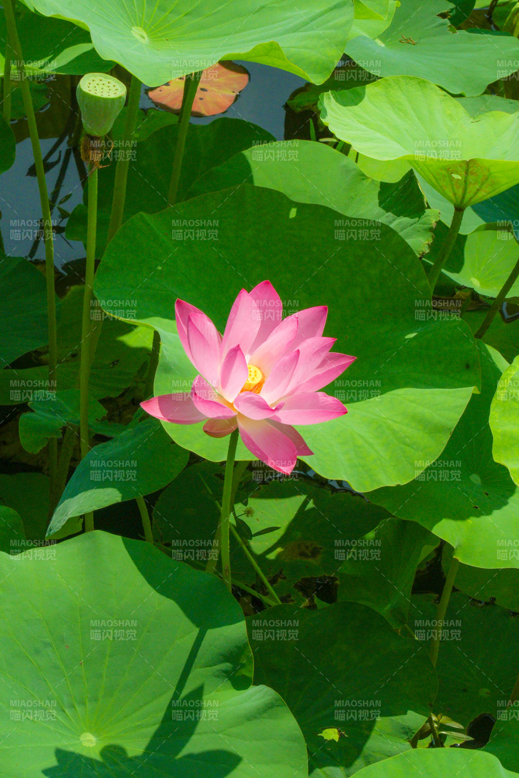 荷塘中的粉色莲花图片