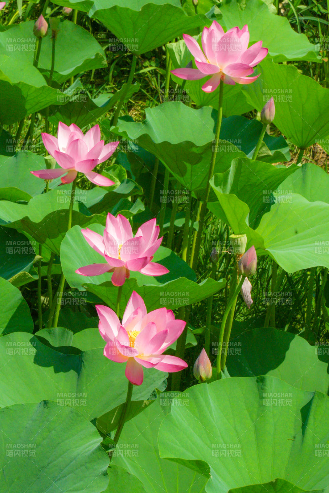 粉莲绽放 绿叶相衬图片