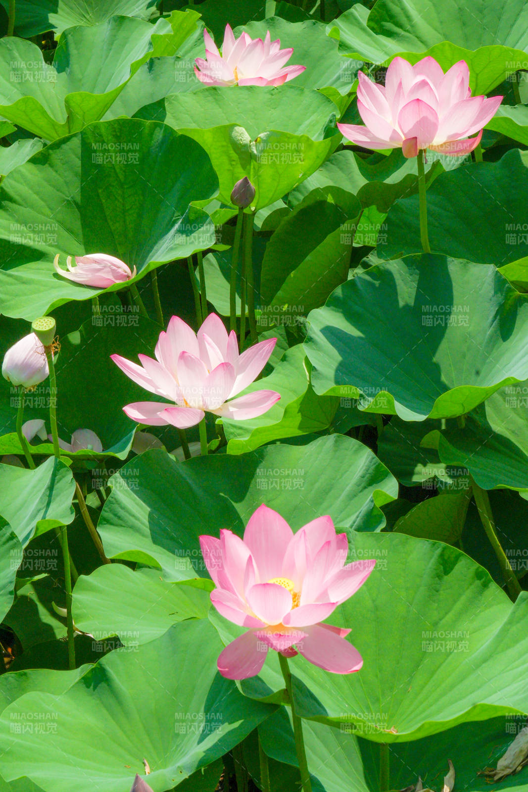 夏日荷花绽放美景图片