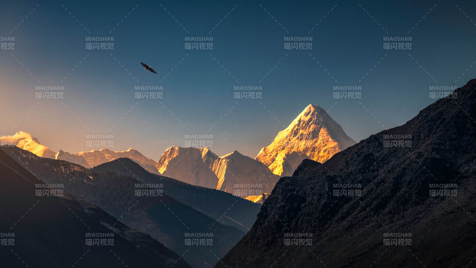 雪山晨曦 鹰翔天际图片