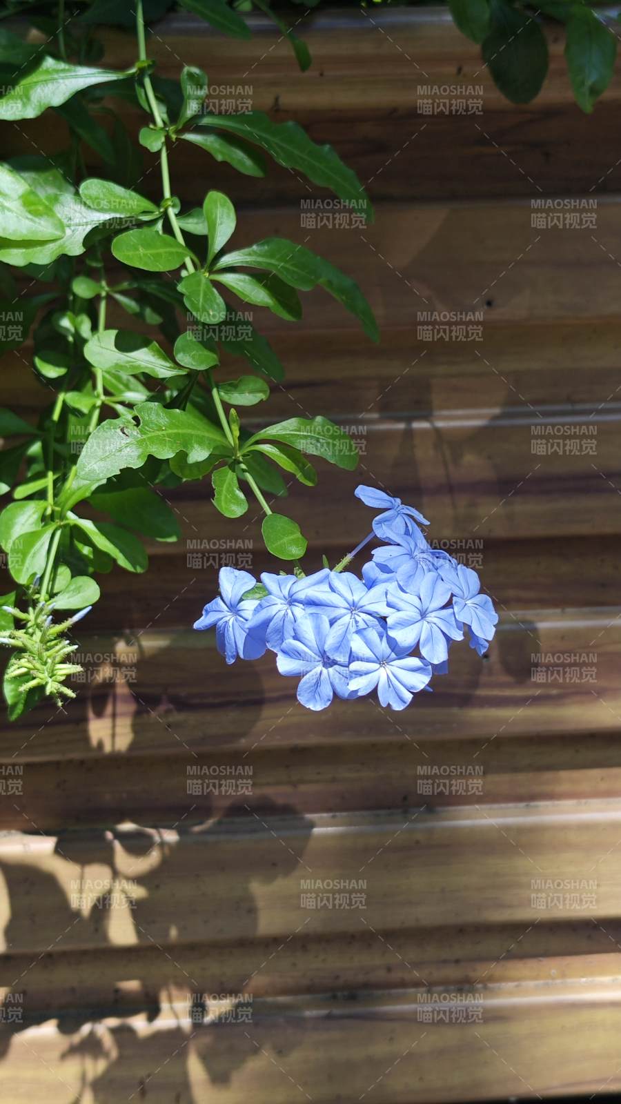 蓝花与绿叶的光影交错图片