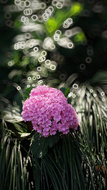 粉色绣球花与光斑背景图片