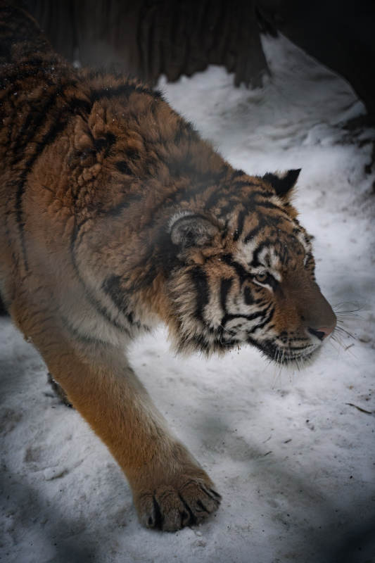 雪地中的虎影图片