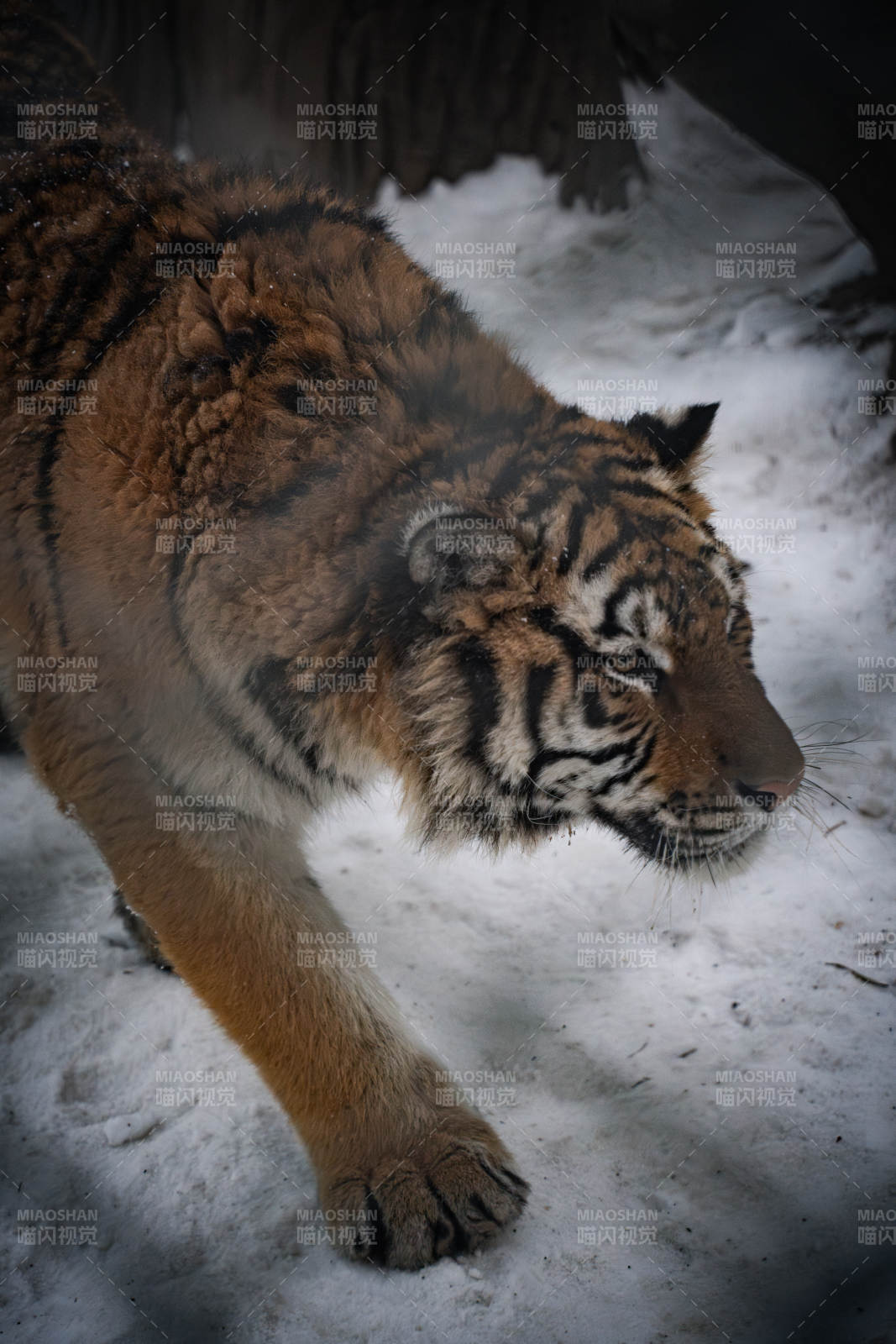 雪地中的虎影图片