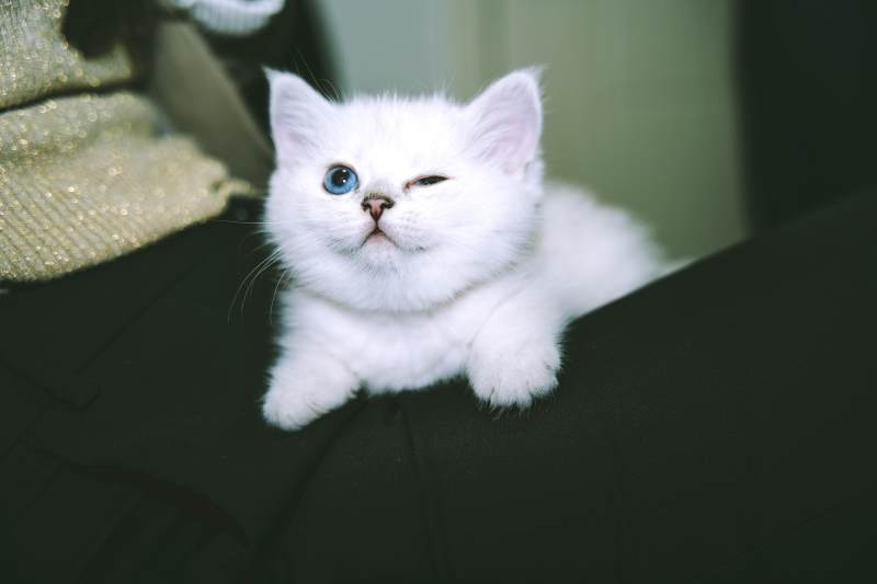 蓝眼白猫萌态可掬图片