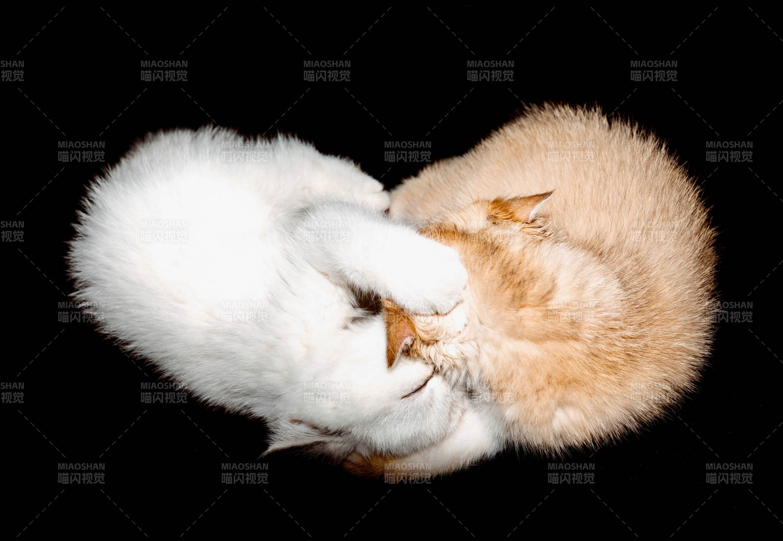 两只猫咪的甜蜜拥抱图片