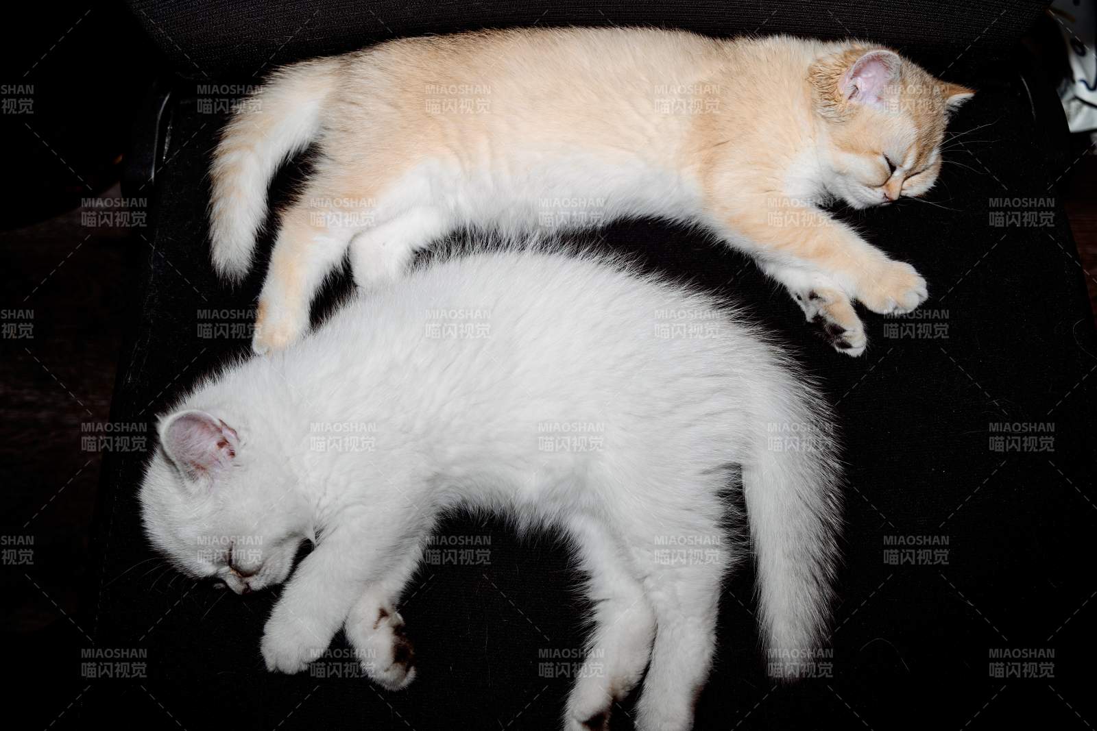 两只小猫的甜蜜午睡图片