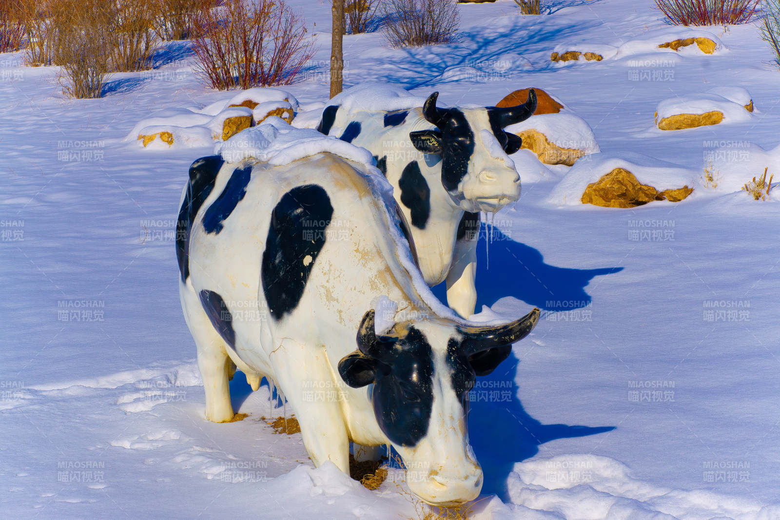 雪地中的奶牛雕塑图片