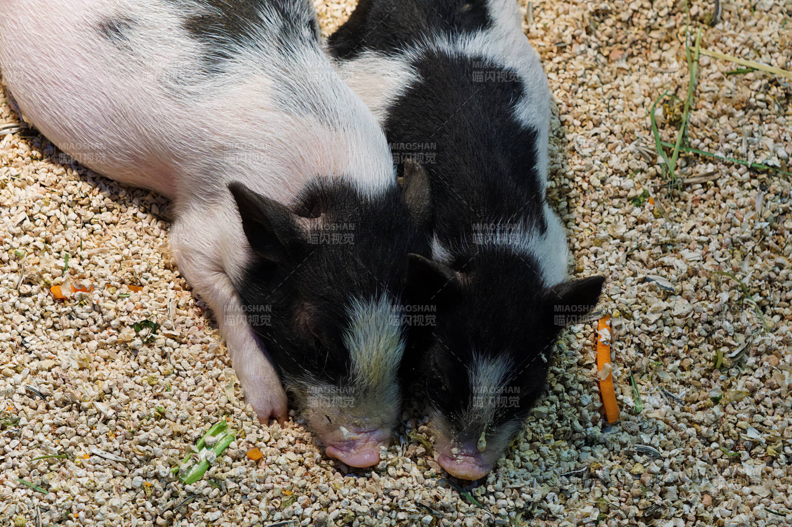 两只小猪在沙地上休息图片