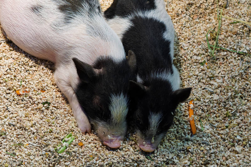 两只小猪在沙地上休息图片