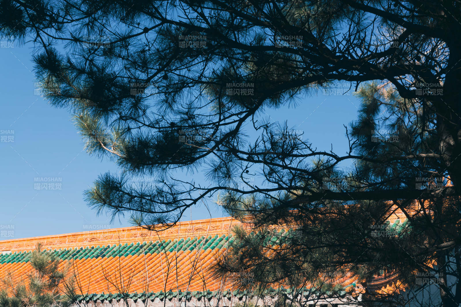 古建筑与松枝的和谐美图片