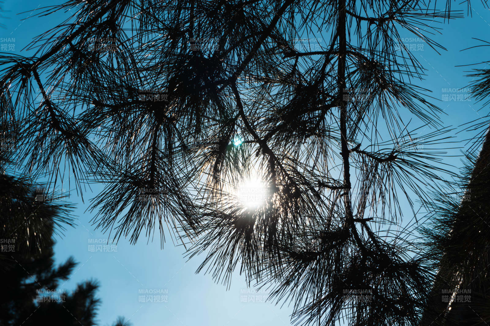 松枝映日 蓝天如洗图片