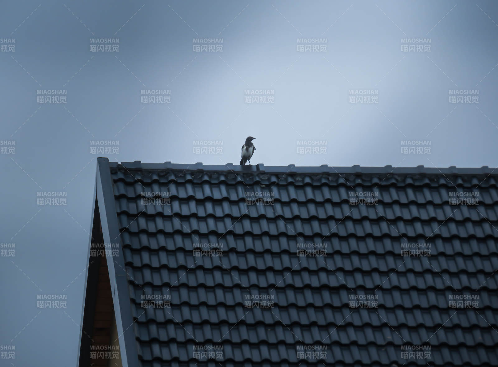 屋顶上的孤独鸟影图片