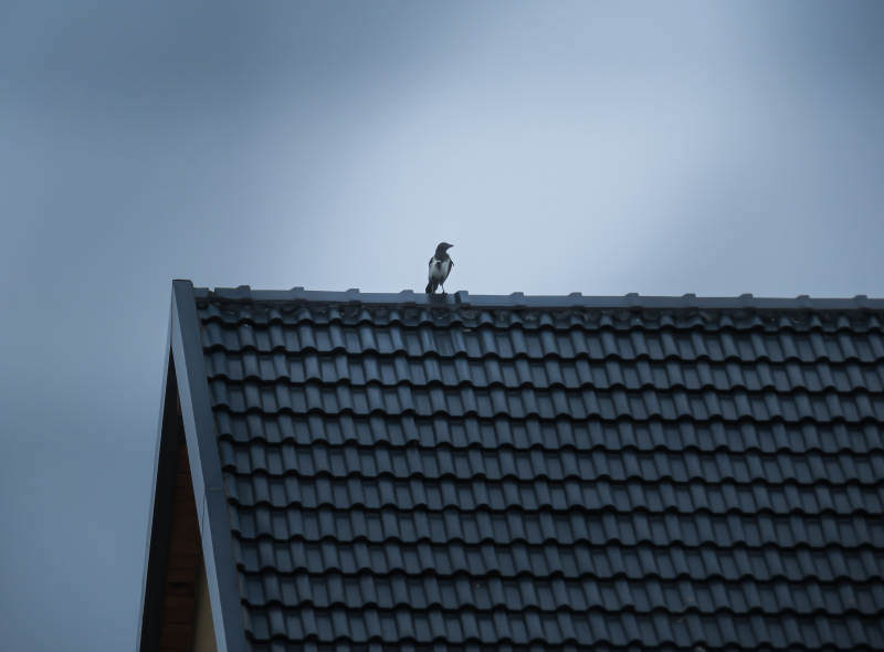 屋顶上的孤独鸟影图片
