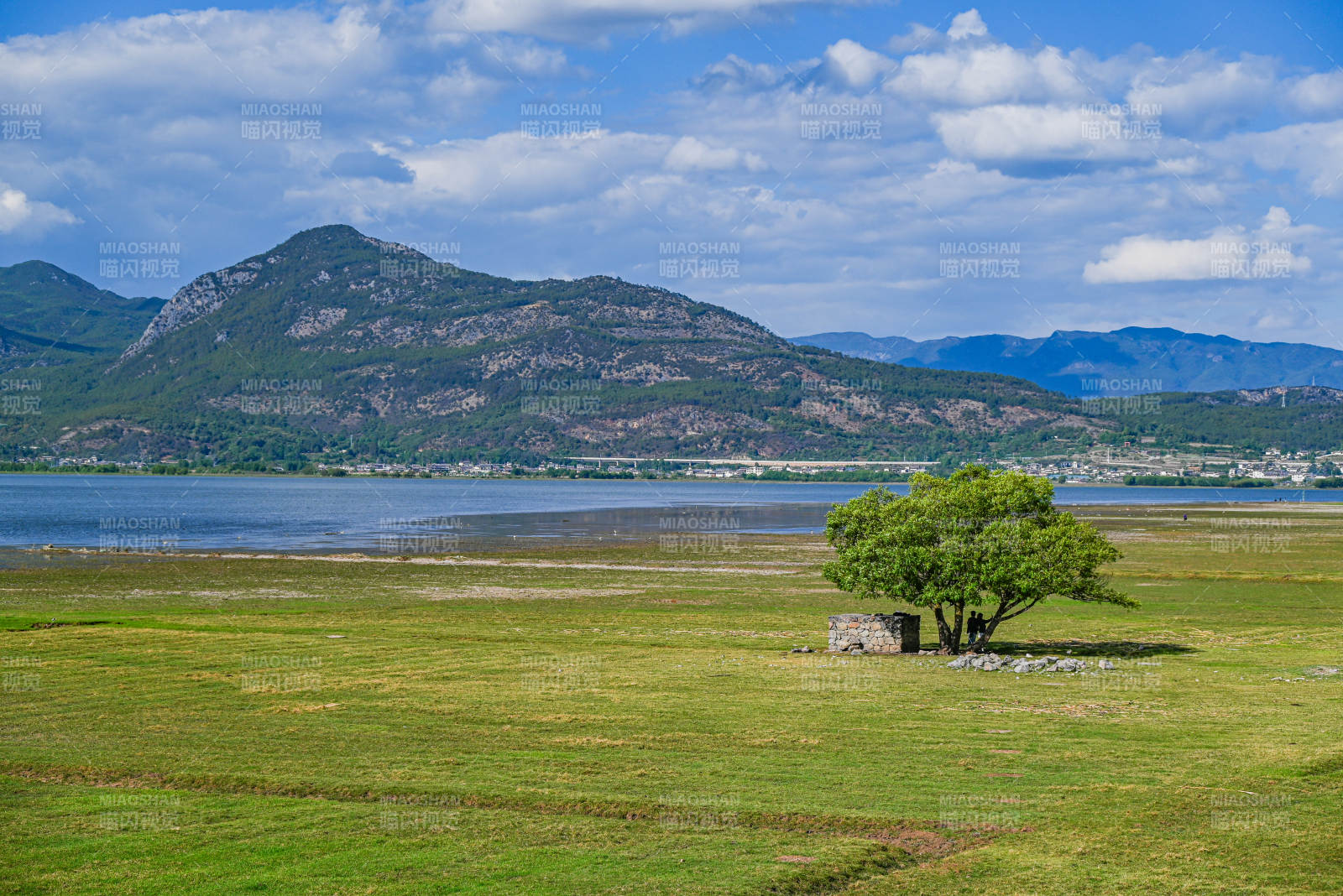 湖畔孤树映青山图片