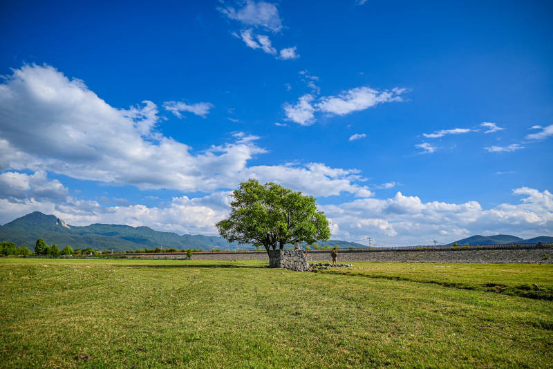 孤树绿野蓝天白云景图片