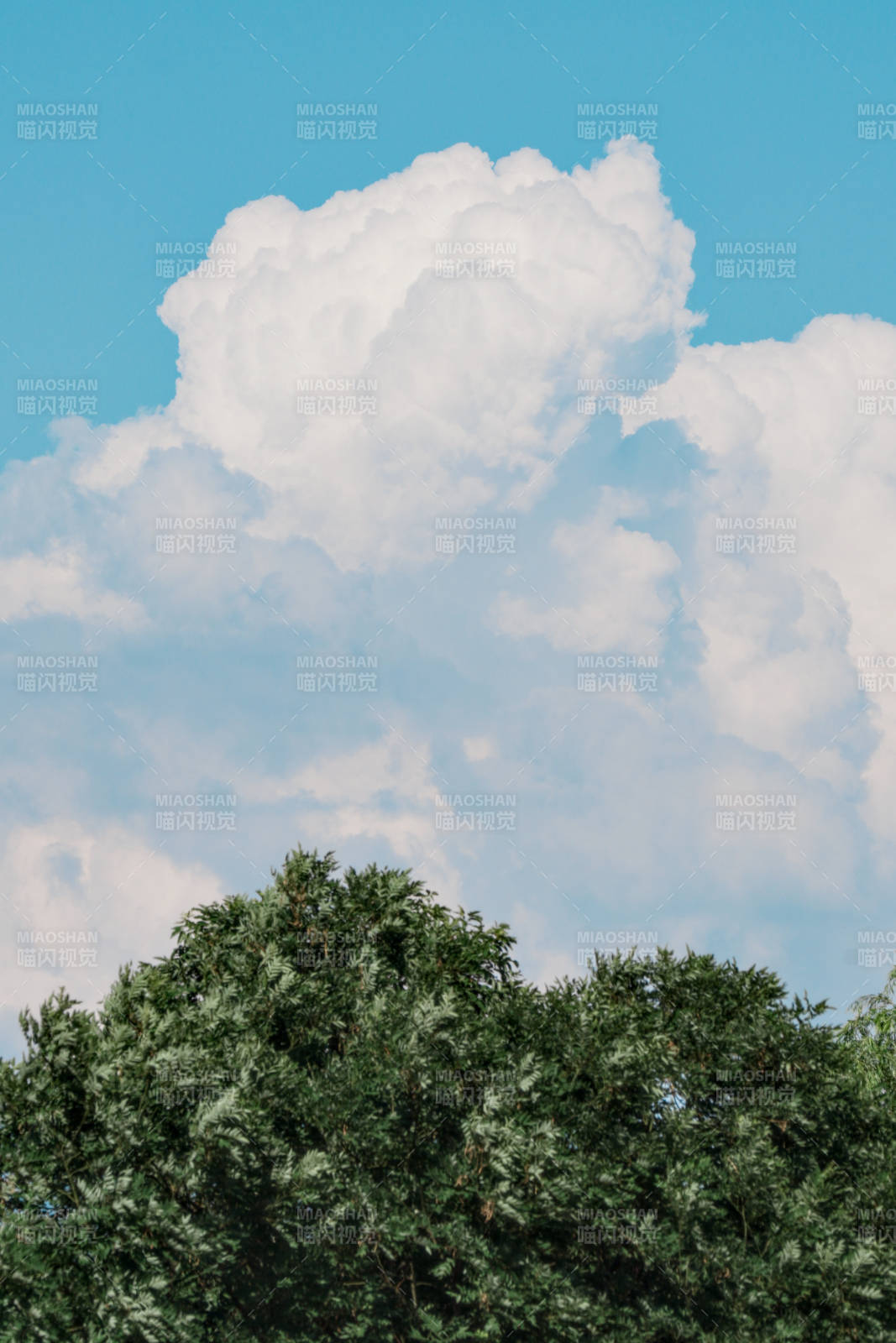 蓝天白云下的绿树图片