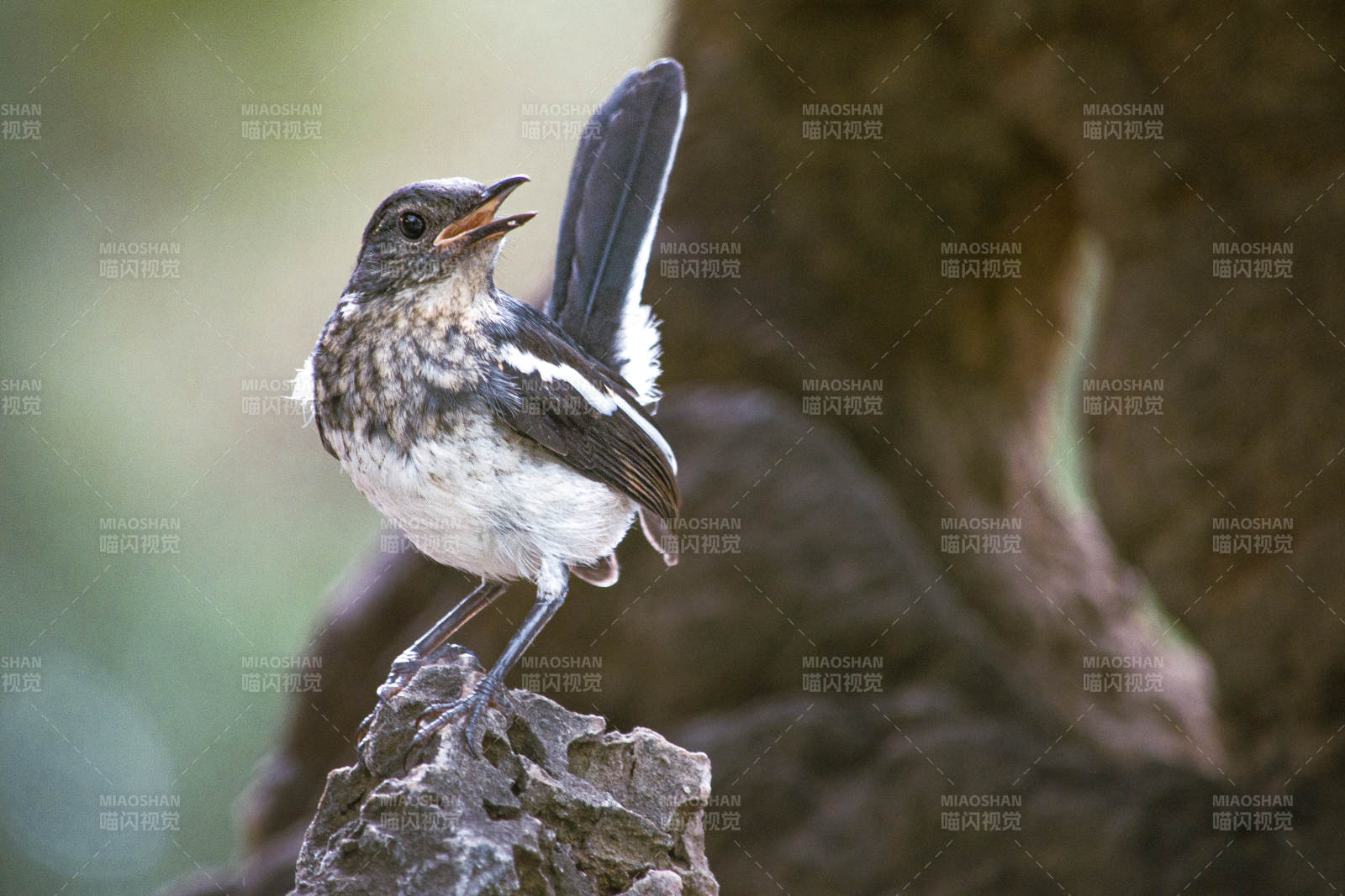 小鸟展翅 栖息石上图片