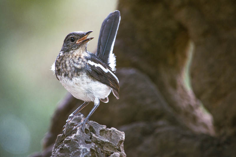 小鸟展翅 栖息石上图片