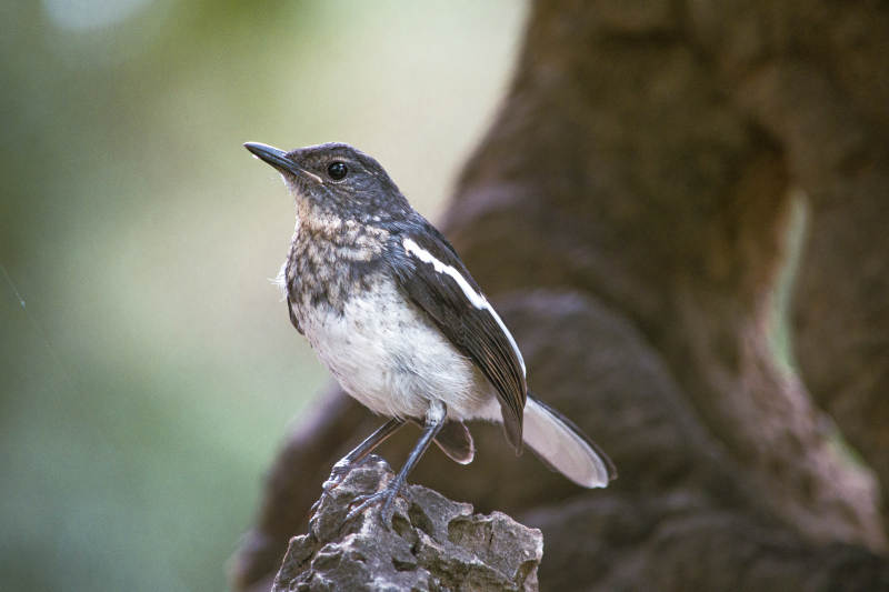 树上的小鸟静立石上图片